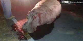 Matan a hipopótamo propiedad de la familia del alcalde