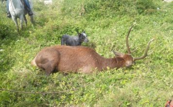 Profepa tras la pista de cazadores del venado en Naranjos
