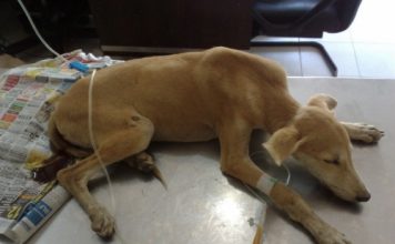 Parvovirus: 72 horas de vida para los animales enfermos