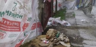 Ayuntamiento de Xalapa tala árboles y “se brinca las normas”