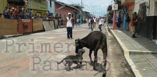 Video: En vaquillada de Teocelo, aventaron un pitbull a los toros