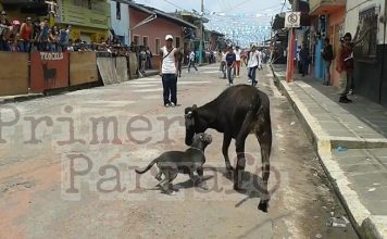 Video: En vaquillada de Teocelo, aventaron un pitbull a los toros