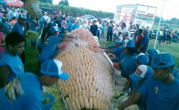 Se comieron el elote más grande en Puente Nacional