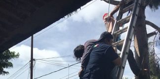 Se electrocutó mientras podaba un pino