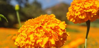 Cempasúchil; una crónica con olor a muertos
