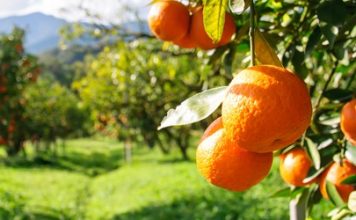 Citricultores bloquearán carreteras; denuncian abuso de empresas jugueras