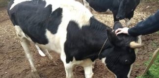 (Video) Recaudan dinero para prótesis de un becerrito, se llama Ferdi