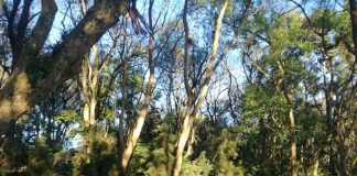 (Video) Destruirán tres hectáreas de bosque por obras del Ayuntamiento de Xalapa