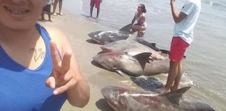 Causa indignación en Redes Sociales matanza de tiburones en Veracruz