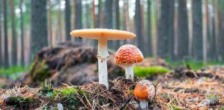 Ensayo breve de Micología