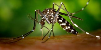 Mueren dos pacientes por dengue. Hay 4 mil enfermos en Veracruz