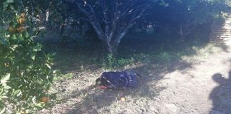Serpiente venenosa mordió y mató a un campesino